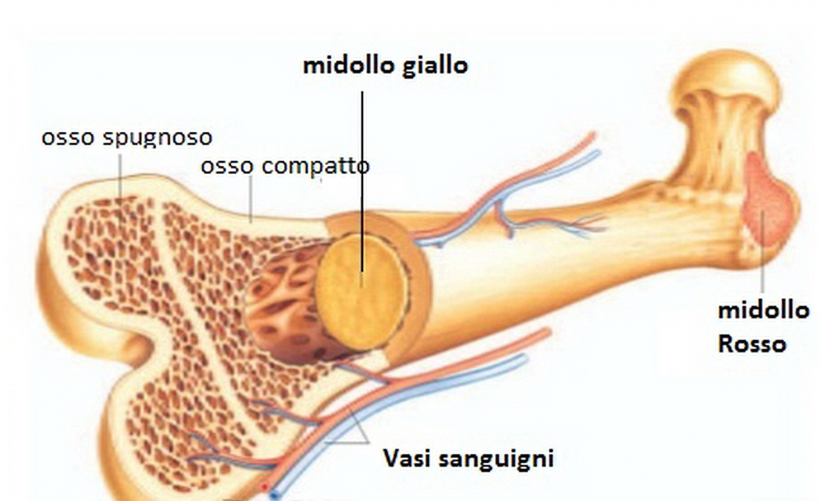 anatomia ossa danza